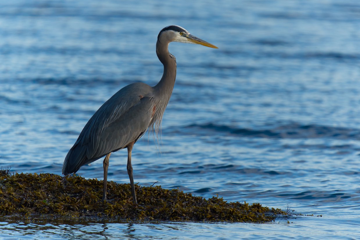 Heron 11 0519